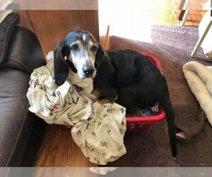 Basset Hound-Unknown Mix Dogs for adoption in Mt. Sterling, OH, USA