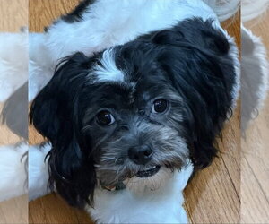 Shih-Poo Dogs for adoption in Social Circle, GA, USA