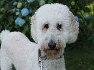 Goldendoodle Dogs for adoption in Brewster, MA, USA