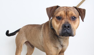American Staffordshire Terrier Dogs for adoption in Eden Prairie, MN, USA