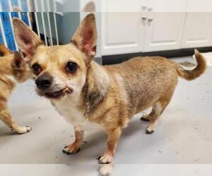 Chihuahua Dogs for adoption in Sayreville, NJ, NJ, USA
