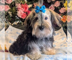 Mutt Dogs for adoption in Bon Carbo, CO, USA