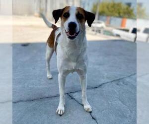 Parson Russell Terrier Dogs for adoption in Roanoke, VA, USA