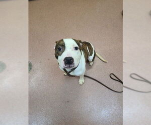 American Staffordshire Terrier Dogs for adoption in Ogden, UT, USA