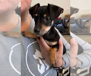 Dachshund-Unknown Mix Dogs for adoption in Grafton, WI, USA