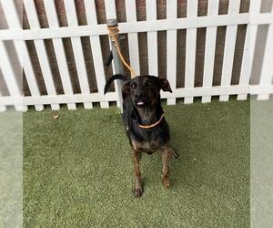 American Pit Bull Terrier Dogs for adoption in Modesto, CA, USA