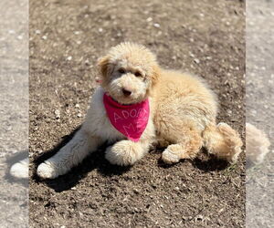 Great Pyrenees-Unknown Mix Dogs for adoption in Salt Lake City, UT, USA