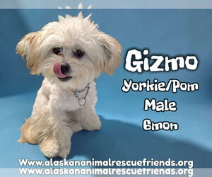 Pomeranian-Unknown Mix Dogs for adoption in Anchorage, AK, USA