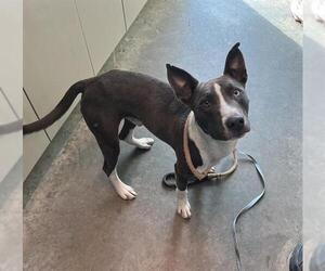 American Pit Bull Terrier-Unknown Mix Dogs for adoption in Tavares, FL, USA