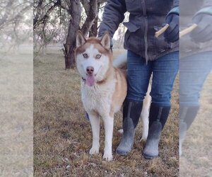 Siberian Husky Dogs for adoption in Grantsville, UT, USA