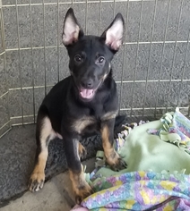 Shepradors Dogs for adoption in Fresno, CA, USA
