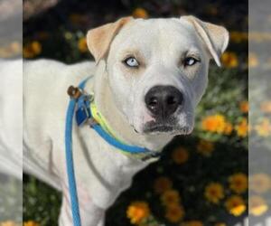 Labrador Retriever-Unknown Mix Dogs for adoption in San Diego, CA, USA