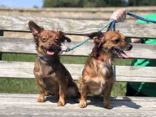Chiweenie Dogs for adoption in Urbana, IL, USA