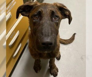 Mutt Dogs for adoption in Anchorage, AK, USA