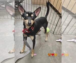 Miniature Pinscher Dogs for adoption in Center Township, PA, USA
