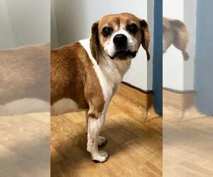 Puggle Dogs for adoption in Mount Airy, NC, USA
