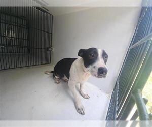 Medium Photo #3 Rat Terrier-Unknown Mix Puppy For Sale in Houston, TX, USA