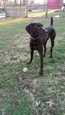 German Shorthaired Pointer Dogs for adoption in Akron, OH, USA