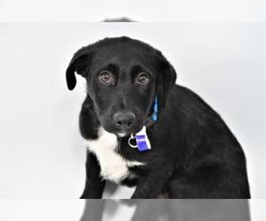 Labrador Retriever Dogs for adoption in Fort Collins, CO, USA