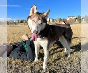 Siberian Husky Dogs for adoption in Omaha, NE, USA