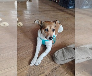 Jack Russell Terrier-Unknown Mix Dogs for adoption in Middlesex, VT, USA