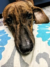 Dachshund-Unknown Mix Dogs for adoption in Arlington, VA, USA