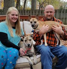 Puggat Dogs for adoption in Northville, MI, USA