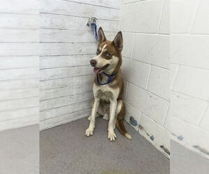 Siberian Husky Dogs for adoption in San Bernardino, CA, USA