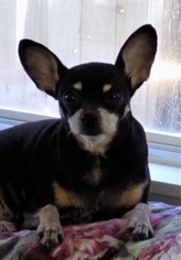 Miniature Pinscher Dogs for adoption in REDDING, CA, USA