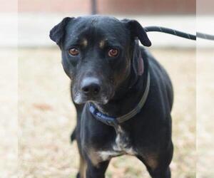 American Staffordshire Terrier Dogs for adoption in San Antonio, TX, USA