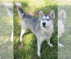 Huskies -Unknown Mix Dogs for adoption in Georgetown, TX, USA