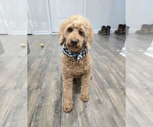 Poodle (Miniature) Dogs for adoption in Mooresville, NC, USA