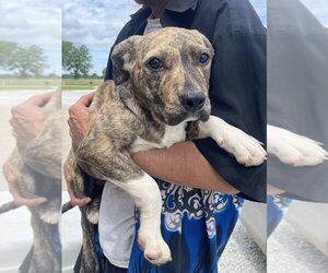 Labrador Retriever Dogs for adoption in Bolivar, MO, USA