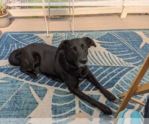 Borador Dogs for adoption in Bellingham, WA, USA