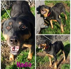 Rottweiler Dogs for adoption in Napa, CA, USA