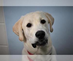 Labrador Retriever Dogs for adoption in Fort Collins, CO, USA