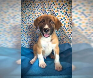Anatolian Shepherd-Great Pyrenees Mix Dogs for adoption in Pleasanton, TX, USA