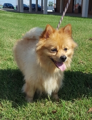 Pomeranian Dogs for adoption in Hollywood, MD, USA