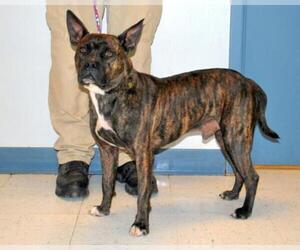 American Boston Bull Terrier Dogs for adoption in Pryor, OK, USA