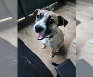 American Staffordshire Terrier-Unknown Mix Dogs for adoption in San Antonio, TX, USA
