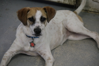 Pointer Dogs for adoption in Phoenix , AZ, USA