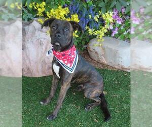 Boxer-Unknown Mix Dogs for adoption in Oklahoma City, OK, USA
