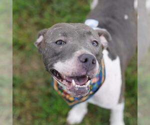 American Staffordshire Terrier-Unknown Mix Dogs for adoption in San Antonio, TX, USA