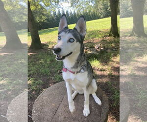 Siberian Husky Dogs for adoption in Cumming, GA, USA