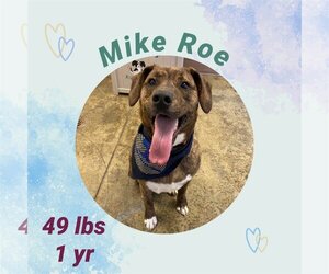 Mutt Dogs for adoption in Woodbury, NY, USA