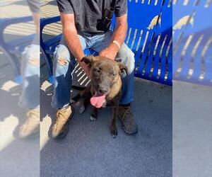 American Pit Bull Terrier Dogs for adoption in Stockton, CA, USA