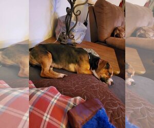 Boglen Terrier Dogs for adoption in Texarkana, TX, USA