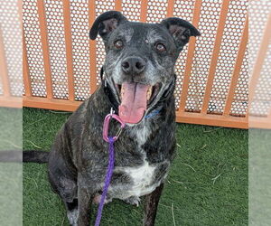 Labrador Retriever-Unknown Mix Dogs for adoption in Las Vegas, NV, USA