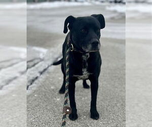 Labrador Retriever Dogs for adoption in Louisville, KY, USA