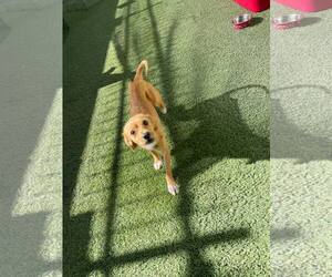 Mutt Dogs for adoption in Tempe , AZ, USA